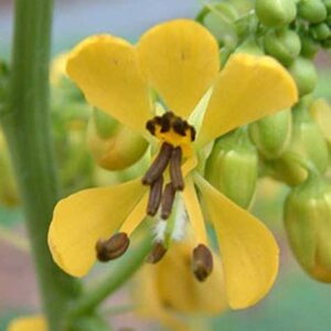 Senna hebecarpa | Wild Cassia | Wild American Senna | 100_Seeds