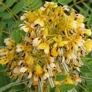 Senna hebecarpa | Wild Cassia | Wild American Senna | 100_Seeds