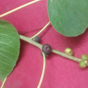 Ficus religiosa | Sacred Fig | Bodhi Tree | Pippala | Peepul | Peepal | 100_Seeds