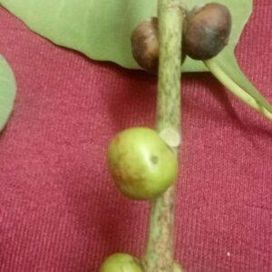 Ficus religiosa | Sacred Fig | Bodhi Tree | Pippala | Peepul | Peepal | 100_Seeds