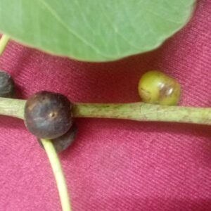 Ficus religiosa | Sacred Fig | Bodhi Tree | Pippala | Peepul | Peepal | 100_Seeds