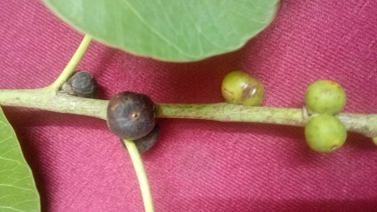 Ficus religiosa | Sacred Fig | Bodhi Tree | Pippala | Peepul | Peepal | 100_Seeds