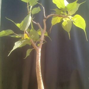 Ficus religiosa | Sacred Fig | Bodhi Tree | Pippala | Peepul | Peepal | 100_Seeds