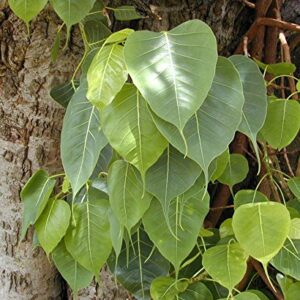 Ficus religiosa | Sacred Fig | Bodhi Tree | Pippala | Peepul | Peepal | 100_Seeds