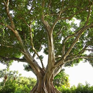 Ficus religiosa | Sacred Fig | Bodhi Tree | Pippala | Peepul | Peepal | 100_Seeds