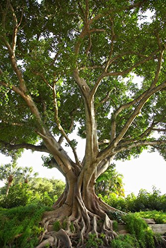 Ficus religiosa | Sacred Fig | Bodhi Tree | Pippala | Peepul | Peepal | 100_Seeds