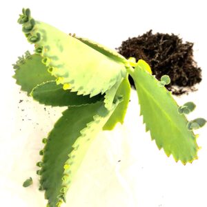 Mother of Thousands-Kalanchoe Daigremontiana-Mexican Hat Live Plant