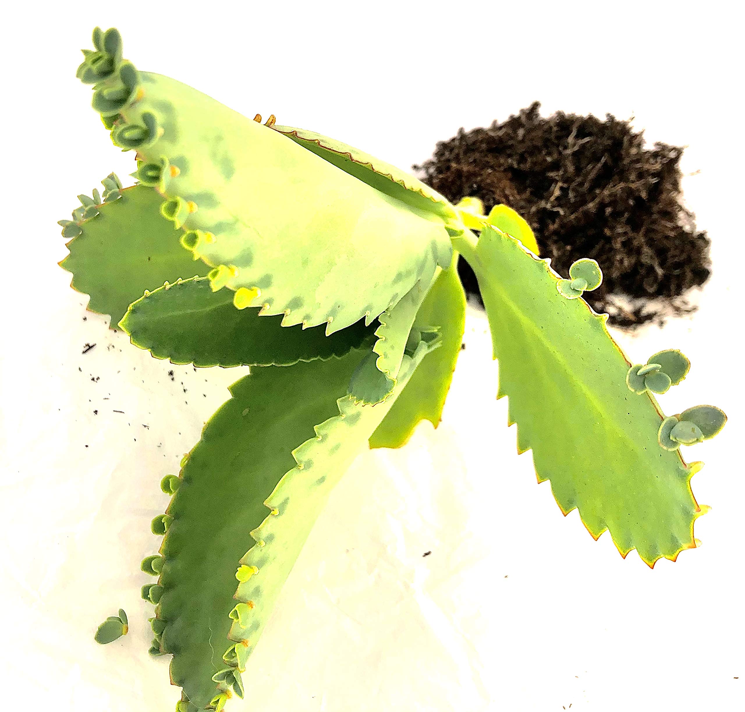 Mother of Thousands-Kalanchoe Daigremontiana-Mexican Hat Live Plant