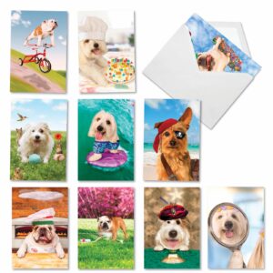 nobleworks - 10 funny birthday cards boxed - assorted humor photos, cartoons, bulk bday greeting cards with envelopes - shaggy dogs ac3216bdg-b1x10