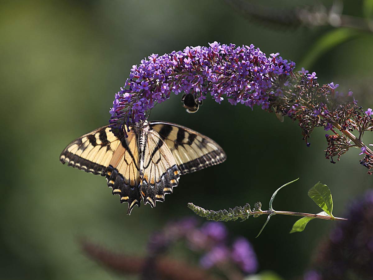 Buddleia Nanho Blue - 3 Live Plants - Blooming Butterfly Bush