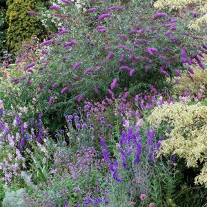 Buddleia Nanho Blue - 3 Live Plants - Blooming Butterfly Bush