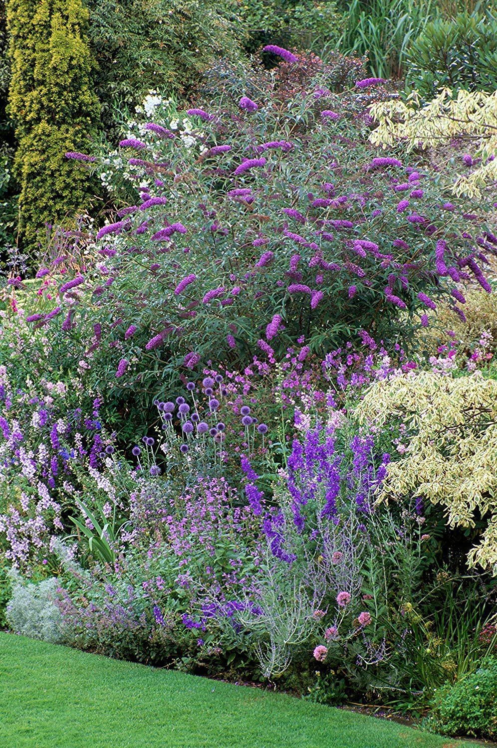 Buddleia Nanho Blue - 3 Live Plants - Blooming Butterfly Bush