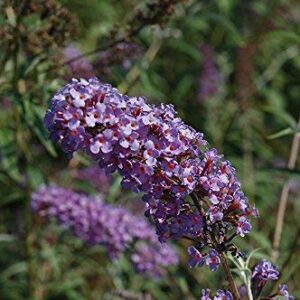 Buddleia Nanho Blue - 3 Live Plants - Blooming Butterfly Bush