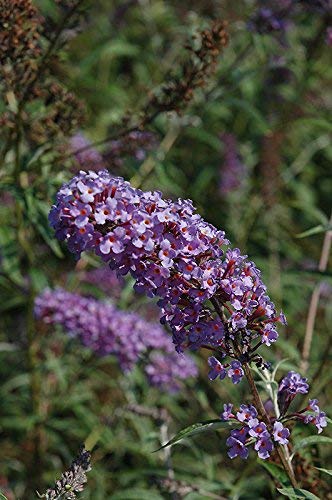 Buddleia Nanho Blue - 3 Live Plants - Blooming Butterfly Bush