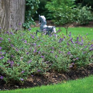 Buddleia Nanho Blue - 3 Live Plants - Blooming Butterfly Bush