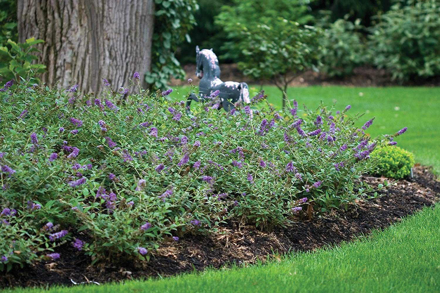 Buddleia Nanho Blue - 3 Live Plants - Blooming Butterfly Bush