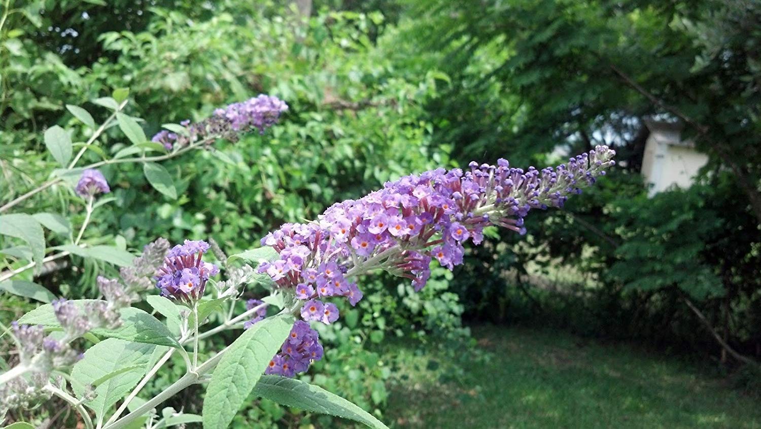 Buddleia Nanho Blue - 3 Live Plants - Blooming Butterfly Bush