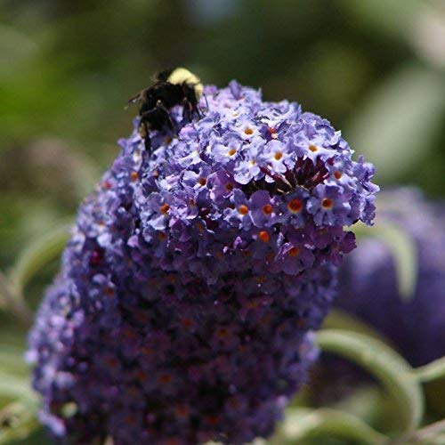 Buddleia Nanho Blue - 3 Live Plants - Blooming Butterfly Bush