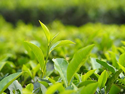 James Pure Ceylon Green Tea with Soursop (3.5oz/100gm loose Tea)