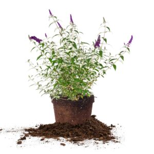 PERFECT PLANTS Black Knight Butterfly Shrub 3 Gallon | Live Bush for Outdoor Planting | Attracting Pollinators Like Butterflies, Bees, and Hummingbirds | Beautiful Dark Purple Flowers in Summer