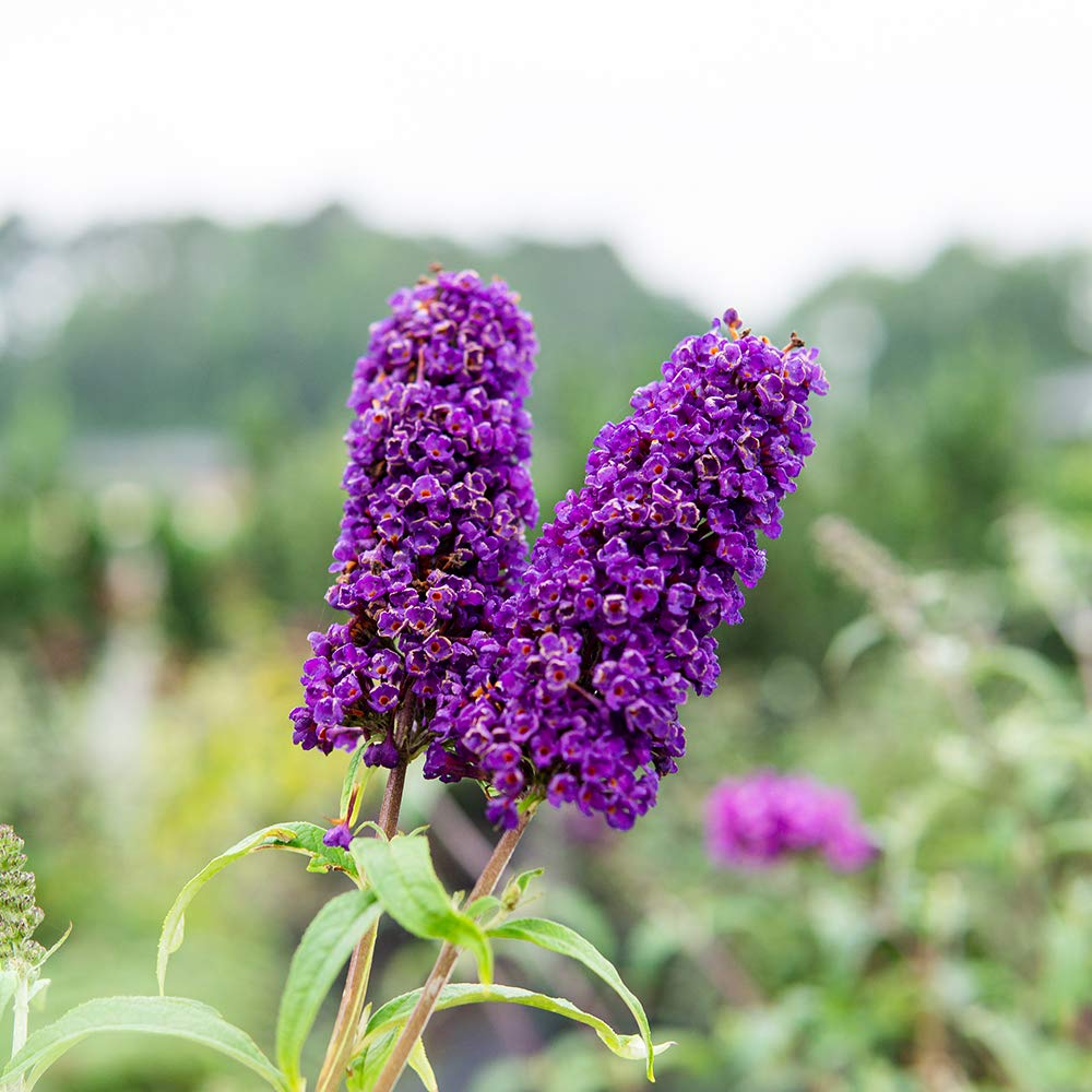 PERFECT PLANTS Black Knight Butterfly Shrub 3 Gallon | Live Bush for Outdoor Planting | Attracting Pollinators Like Butterflies, Bees, and Hummingbirds | Beautiful Dark Purple Flowers in Summer