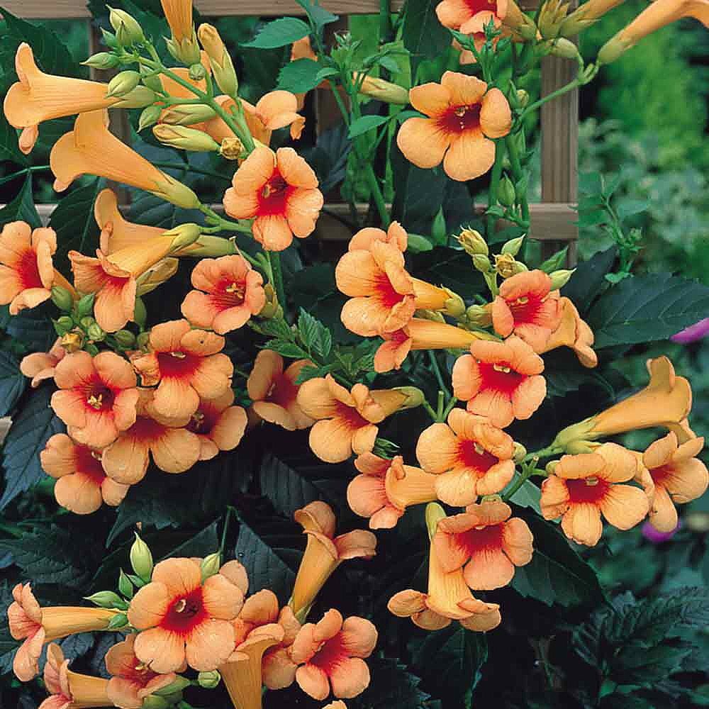 Indian Summer Trumpet Vine Plant - Campsis - 2.5" Pot