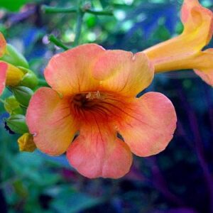 Indian Summer Trumpet Vine Plant - Campsis - 2.5" Pot