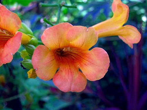 Indian Summer Trumpet Vine Plant - Campsis - 2.5" Pot