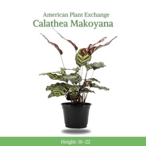 American Plant Exchange Calathea Makoyana with White Pot Cover, 6-Inch Pot, Easy Care, Live Indoor Prayer Plant, Pet Safe, Tropical Houseplant for Home & Office Décor