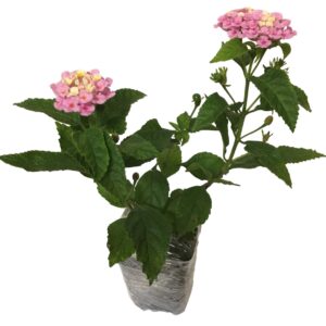 Lantana Camara Flowers - Two (2) Mixed Starter Live Plants - Not Seeds - Natural Mosquito Repellant Garden - Attract Hummingbirds & Butterflies - in 4 inch Pots