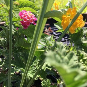 Lantana Camara Flowers - Two (2) Mixed Starter Live Plants - Not Seeds - Natural Mosquito Repellant Garden - Attract Hummingbirds & Butterflies - in 4 inch Pots