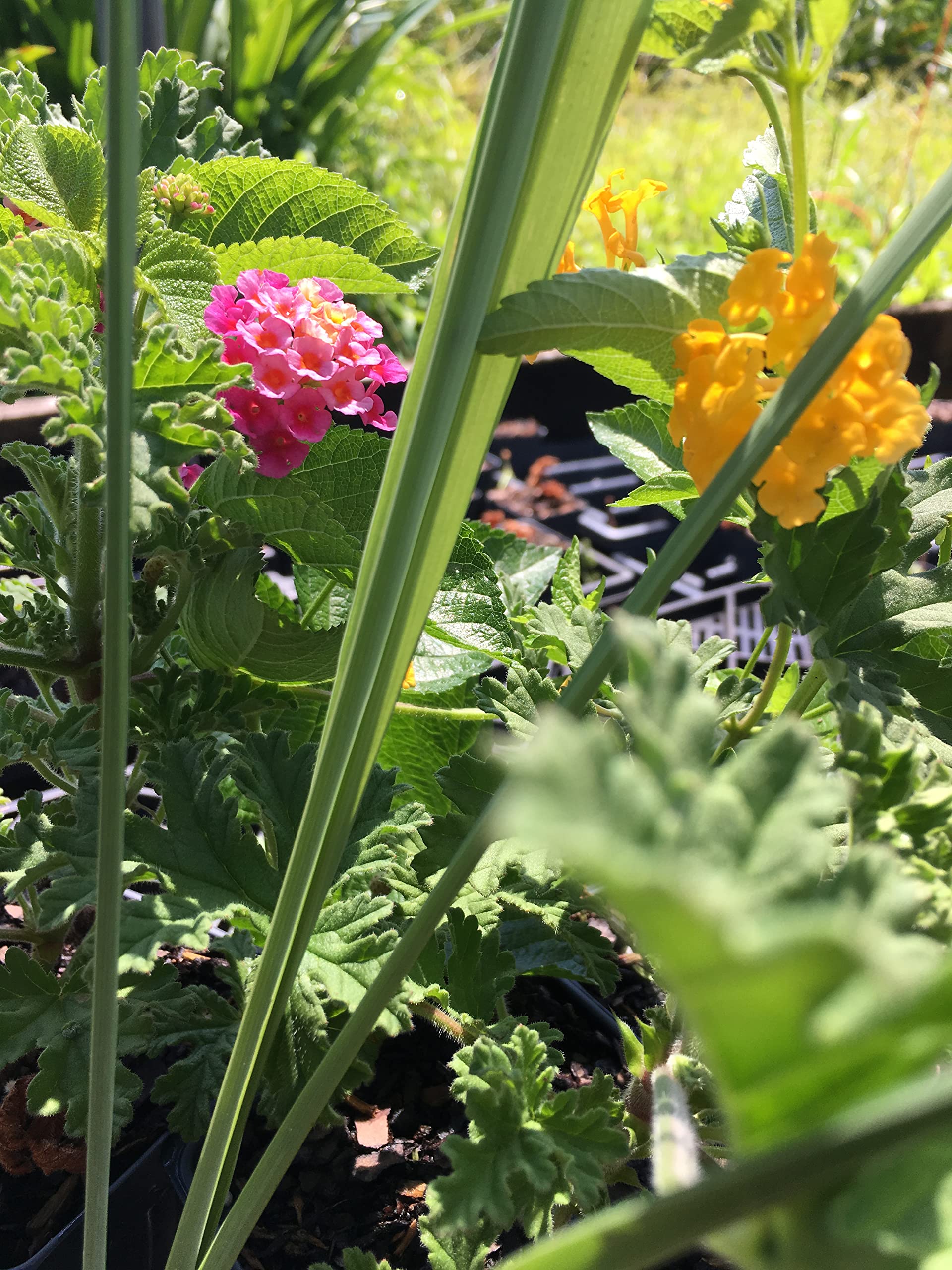 Lantana Camara Flowers - Two (2) Mixed Starter Live Plants - Not Seeds - Natural Mosquito Repellant Garden - Attract Hummingbirds & Butterflies - in 4 inch Pots