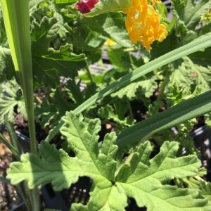 Lantana Camara Flowers - Two (2) Mixed Starter Live Plants - Not Seeds - Natural Mosquito Repellant Garden - Attract Hummingbirds & Butterflies - in 4 inch Pots