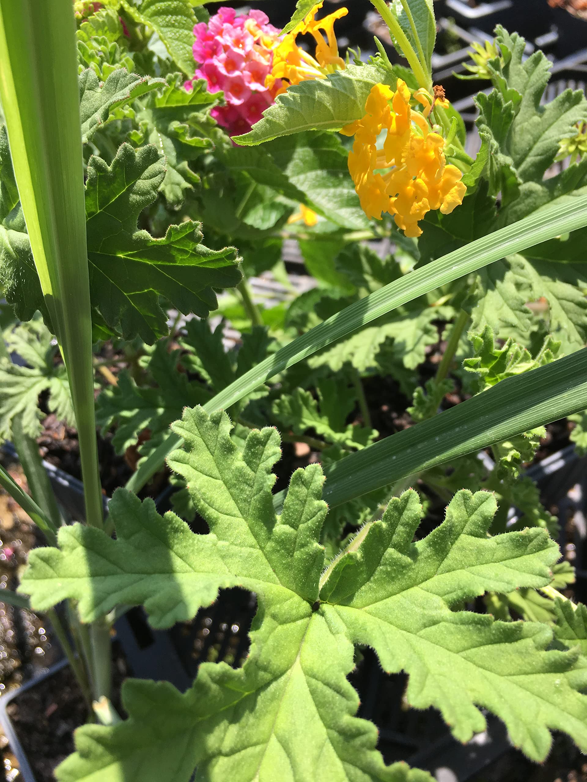 Lantana Camara Flowers - Two (2) Mixed Starter Live Plants - Not Seeds - Natural Mosquito Repellant Garden - Attract Hummingbirds & Butterflies - in 4 inch Pots