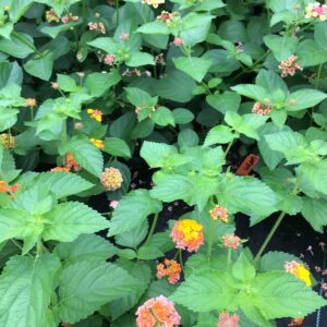 Lantana Camara Flowers - Two (2) Mixed Starter Live Plants - Not Seeds - Natural Mosquito Repellant Garden - Attract Hummingbirds & Butterflies - in 4 inch Pots