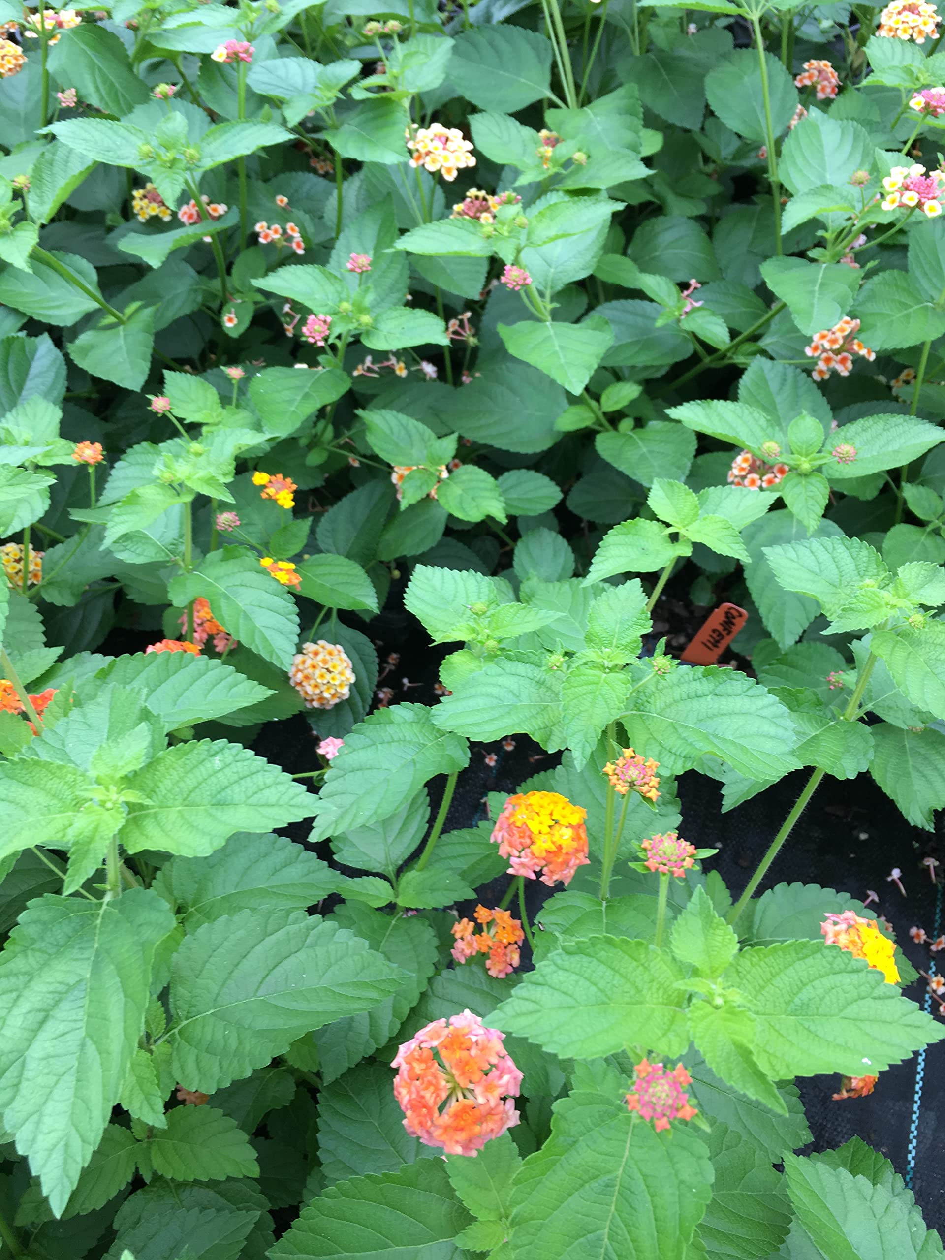 Lantana Camara Flowers - Two (2) Mixed Starter Live Plants - Not Seeds - Natural Mosquito Repellant Garden - Attract Hummingbirds & Butterflies - in 4 inch Pots