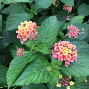 Lantana Camara Flowers - Two (2) Mixed Starter Live Plants - Not Seeds - Natural Mosquito Repellant Garden - Attract Hummingbirds & Butterflies - in 4 inch Pots