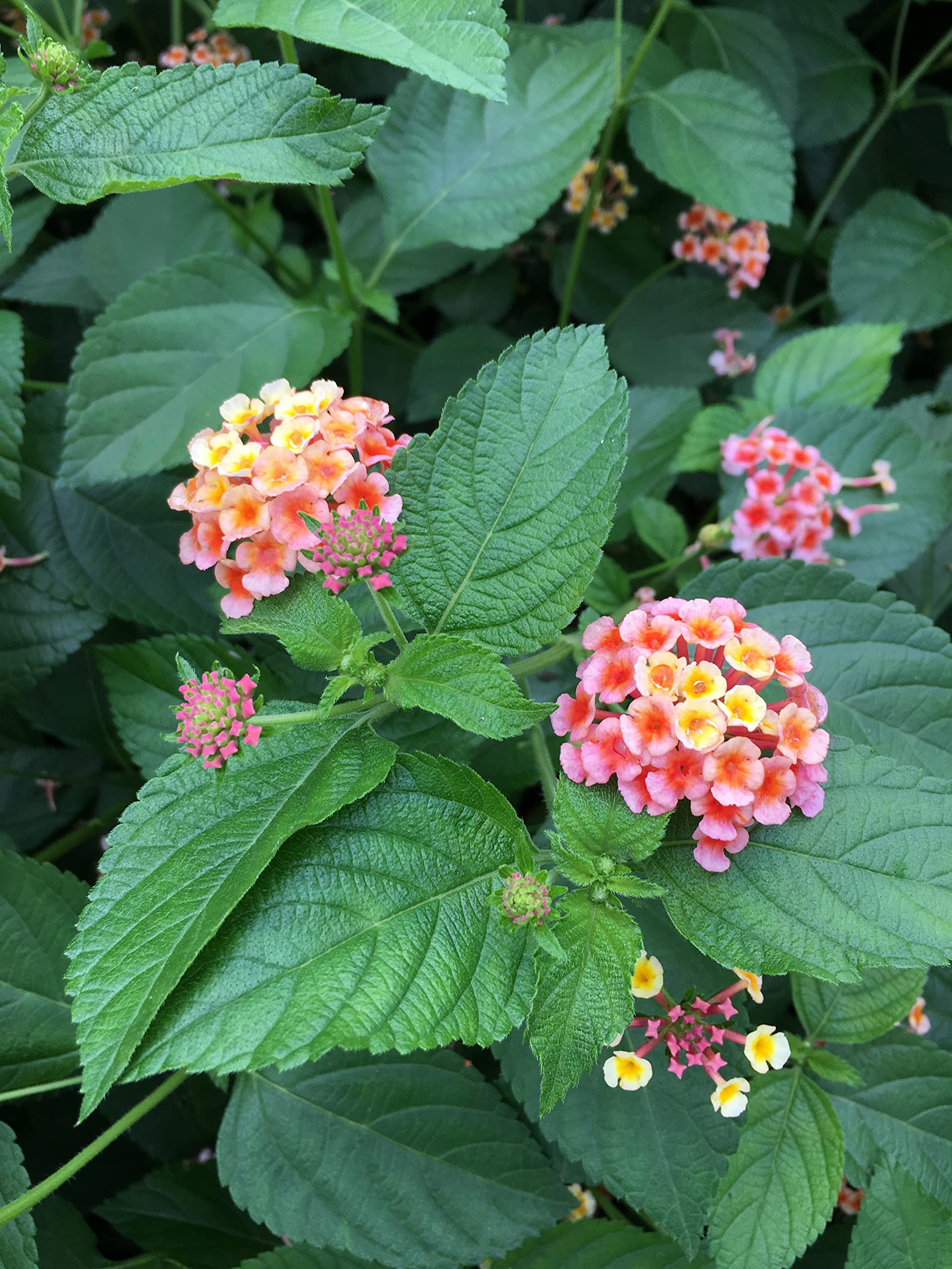 Lantana Camara Flowers - Two (2) Mixed Starter Live Plants - Not Seeds - Natural Mosquito Repellant Garden - Attract Hummingbirds & Butterflies - in 4 inch Pots