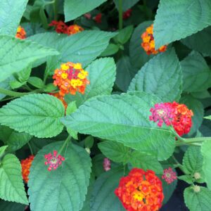 Lantana Camara Flowers - Two (2) Mixed Starter Live Plants - Not Seeds - Natural Mosquito Repellant Garden - Attract Hummingbirds & Butterflies - in 4 inch Pots