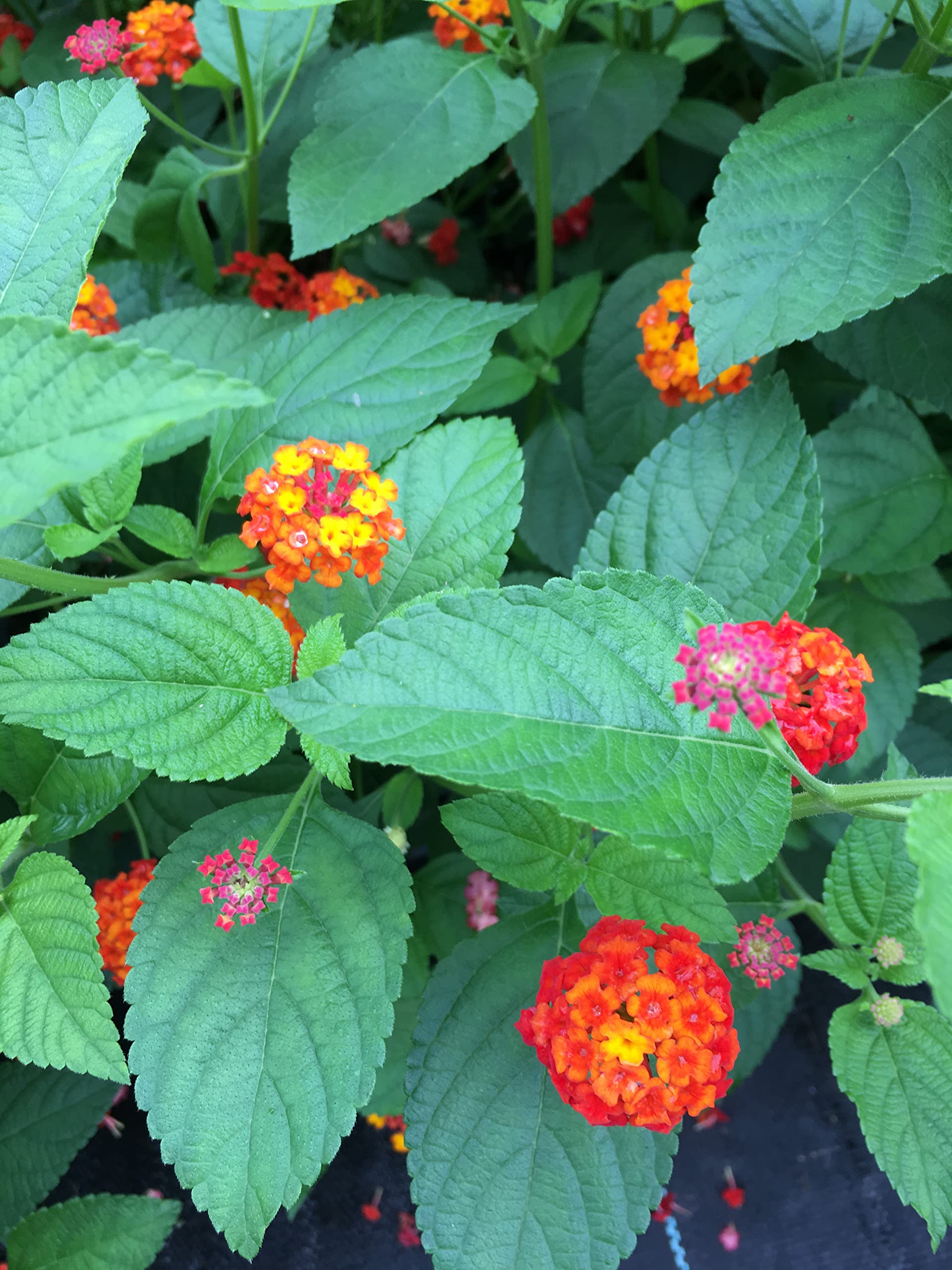 Lantana Camara Flowers - Two (2) Mixed Starter Live Plants - Not Seeds - Natural Mosquito Repellant Garden - Attract Hummingbirds & Butterflies - in 4 inch Pots