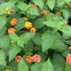 Lantana Camara Flowers - Two (2) Mixed Starter Live Plants - Not Seeds - Natural Mosquito Repellant Garden - Attract Hummingbirds & Butterflies - in 4 inch Pots