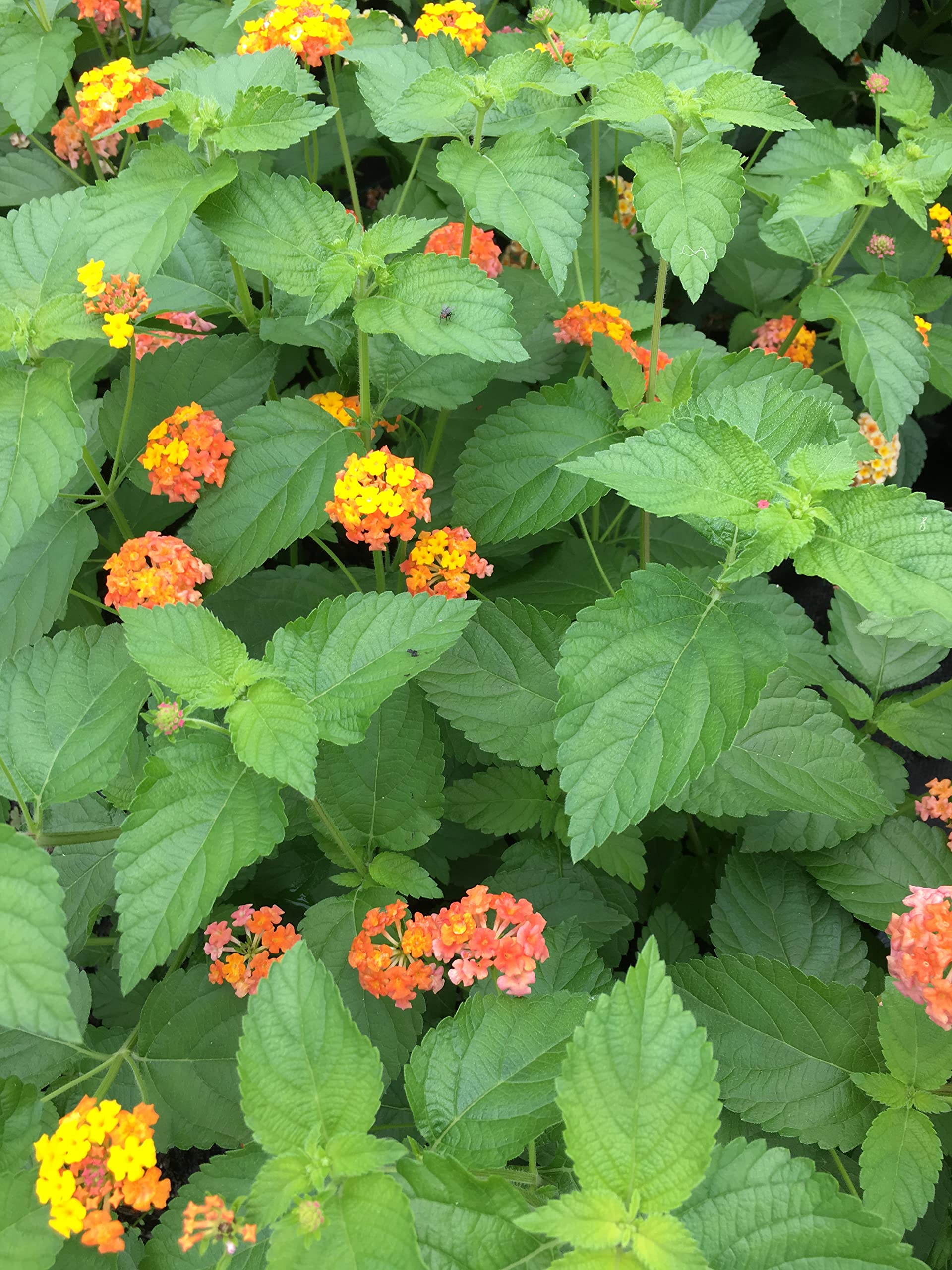 Lantana Camara Flowers - Two (2) Mixed Starter Live Plants - Not Seeds - Natural Mosquito Repellant Garden - Attract Hummingbirds & Butterflies - in 4 inch Pots