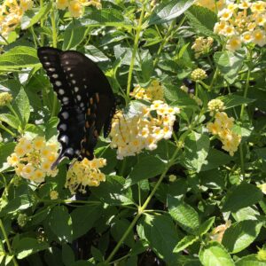 Lantana Camara Flowers - Two (2) Mixed Starter Live Plants - Not Seeds - Natural Mosquito Repellant Garden - Attract Hummingbirds & Butterflies - in 4 inch Pots