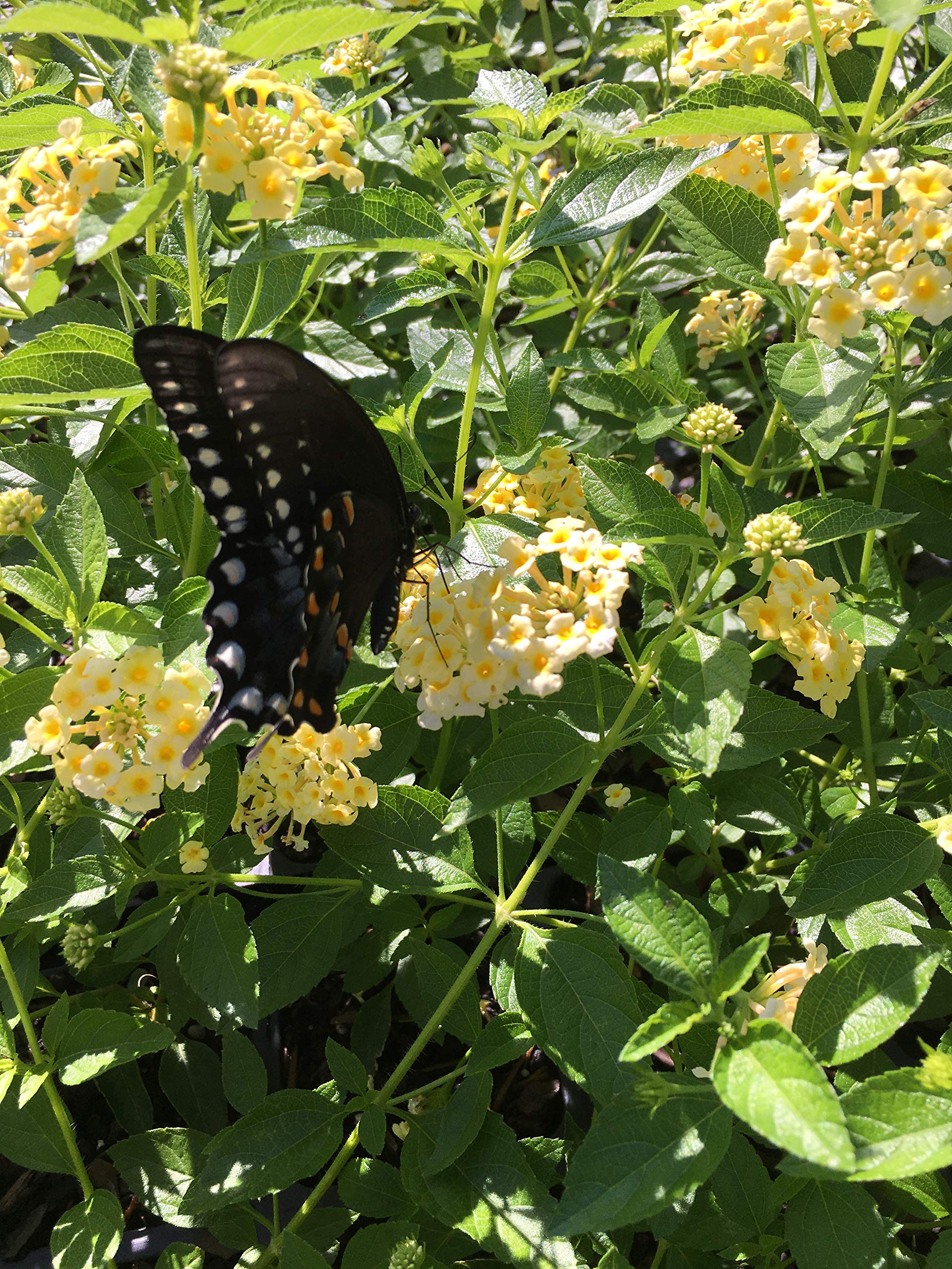 Lantana Camara Flowers - Two (2) Mixed Starter Live Plants - Not Seeds - Natural Mosquito Repellant Garden - Attract Hummingbirds & Butterflies - in 4 inch Pots