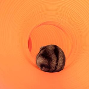 Niteangel Small Pet Fun Tunnel, 39 x 4 inches - Fit Adult Ferrets and Rats (Orange)