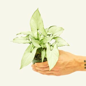 Rooted Arrowhead Plant White Butterfly, Syngonium Podophyllum, Live, Live Indoor, Easy to Grow, Easy to Care, Outdoor Garden and Low Maintenance Houseplant, 4 inch Pot