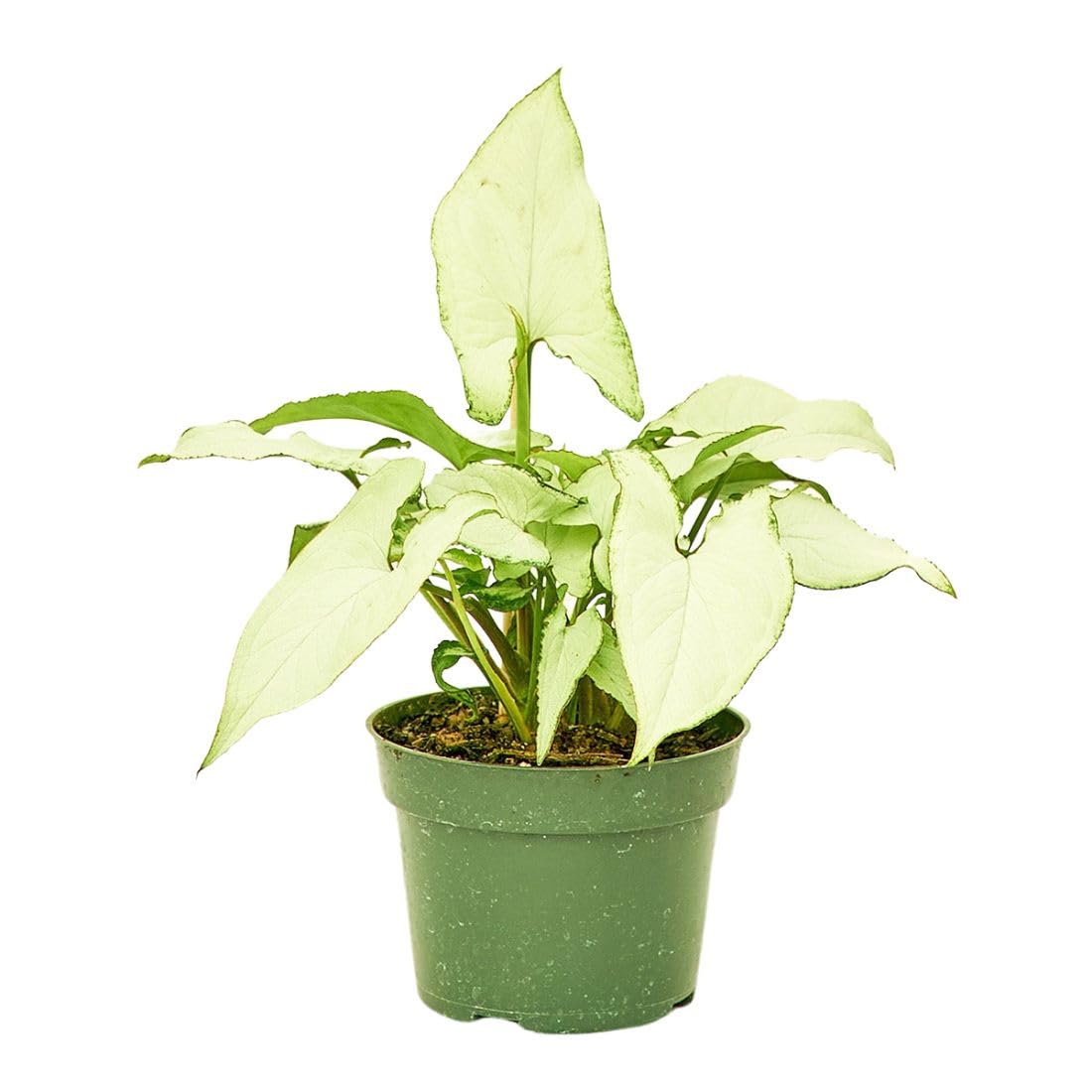 Rooted Arrowhead Plant White Butterfly, Syngonium Podophyllum, Live, Live Indoor, Easy to Grow, Easy to Care, Outdoor Garden and Low Maintenance Houseplant, 4 inch Pot