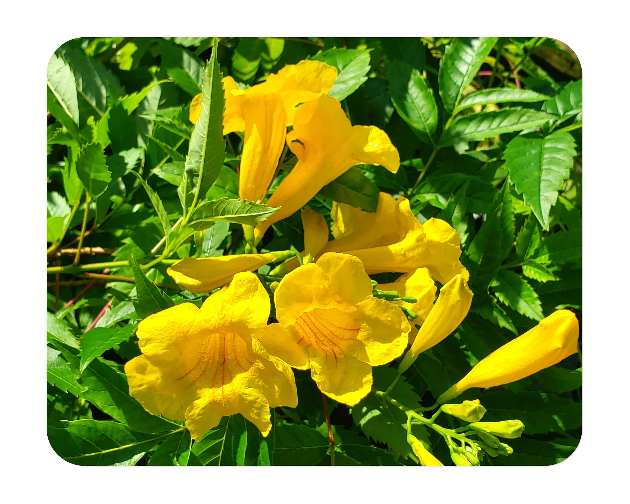 Gold Star Esperanza Texas Superstar Yellow Bells Flower Attracts Butterfly Hummingbird Tropical Live Plant Starter Size 4 Inch Pot Emerald R