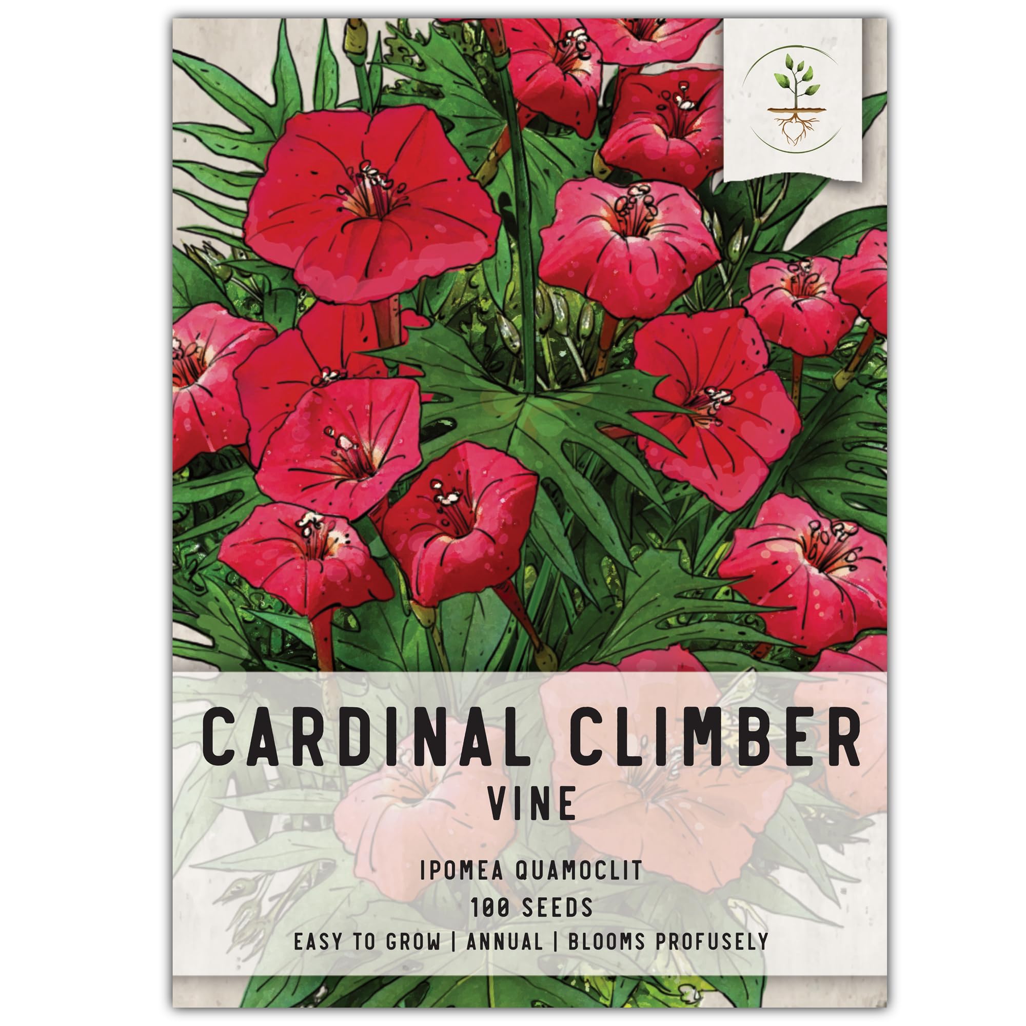 Seed Needs, Cardinal Climber Seeds - 100 Heirloom Seeds for Planting Ipomea Quamoclit - Open Pollinated & Untreated, Attracts Pollinators (1 Pack)