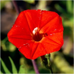 Seed Needs, Cardinal Climber Seeds - 100 Heirloom Seeds for Planting Ipomea Quamoclit - Open Pollinated & Untreated, Attracts Pollinators (1 Pack)